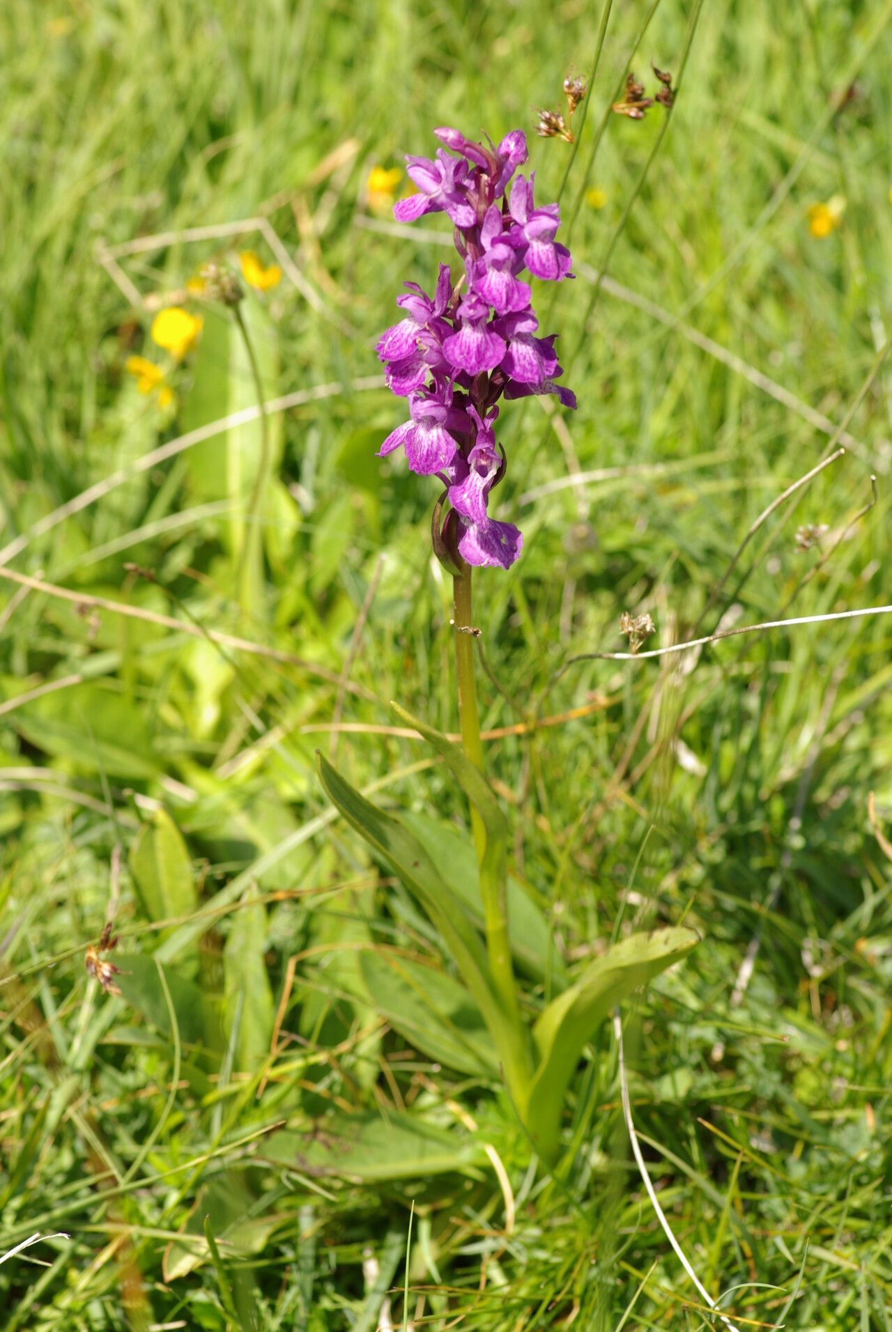 Dactylorhiza traunsteineri habit