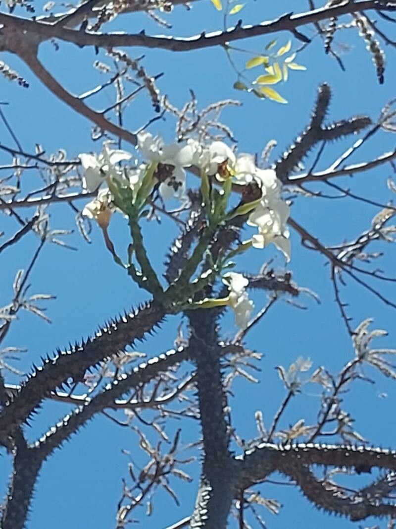 Pachypodium rutenbergianum — search result for 'Pachypodium'