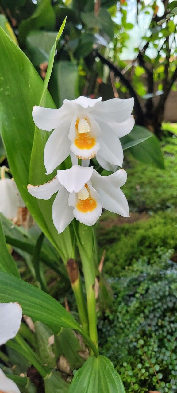 Coelogyne mooreana — houseplant care guide