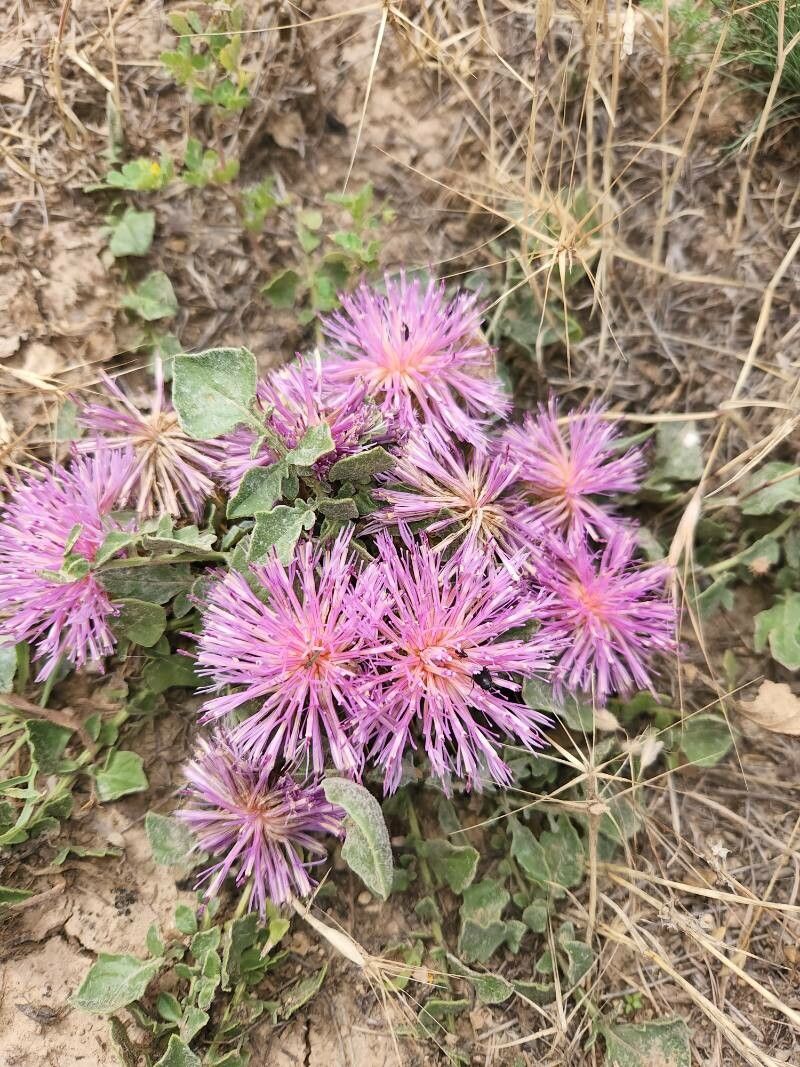 Centaurea urvillei flower
