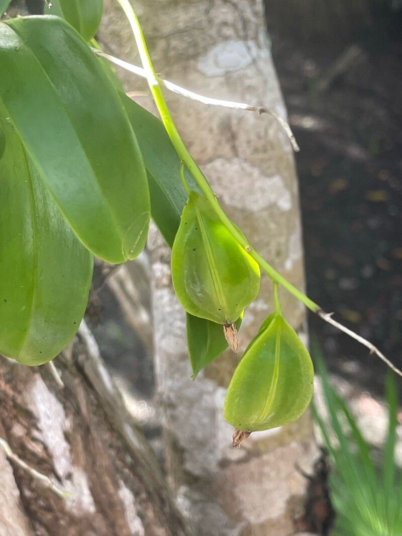 Prosthechea boothiana fruit