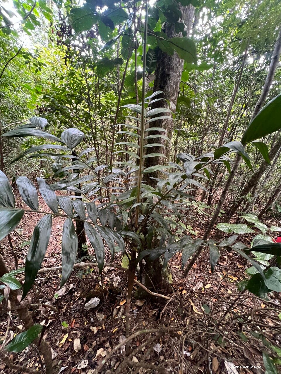 Basselinia eriostachys leaf