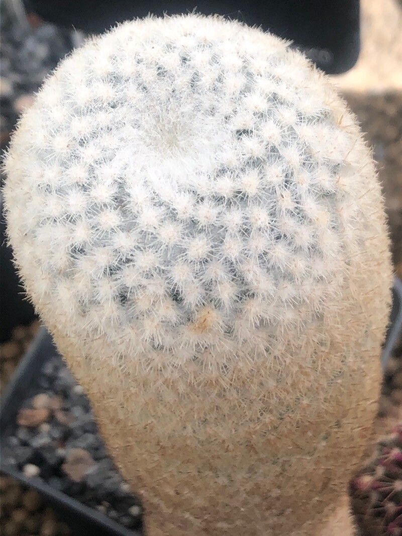 Mammillaria albilanata leaf