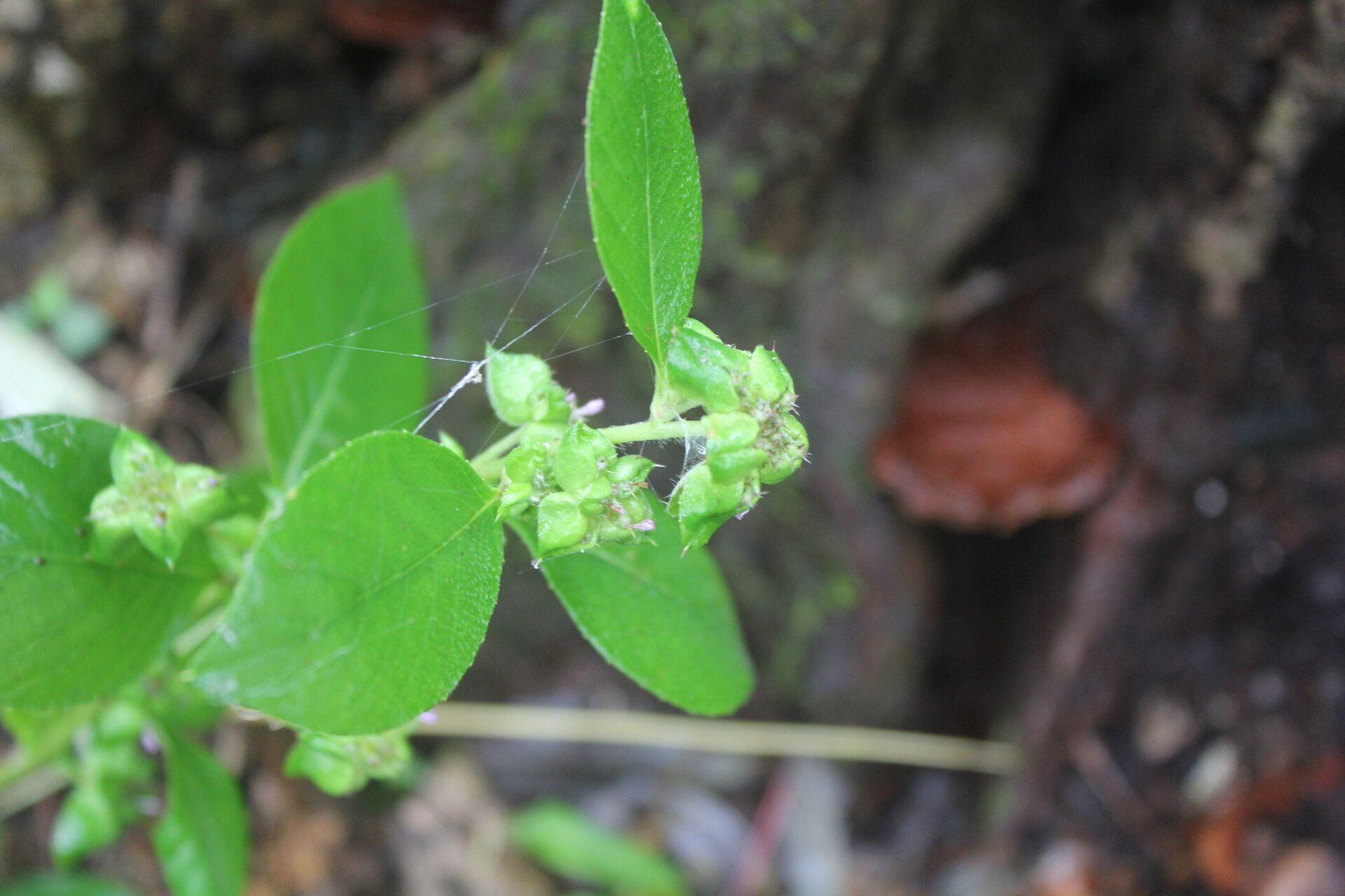 Spiracantha cornifolia flower
