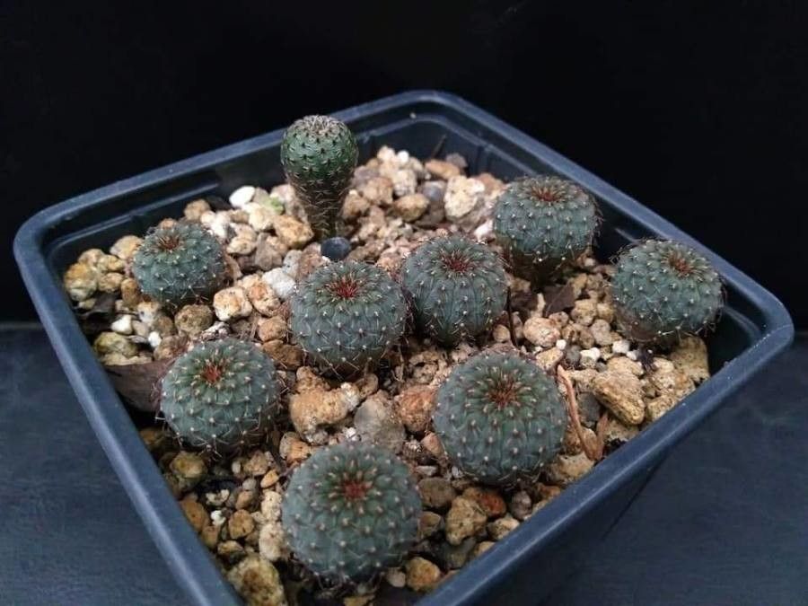 Frailea castanea — search result for 'Castanea'