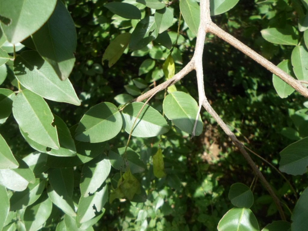 Pterocarpus lucens other