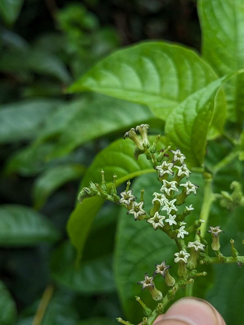 Heliotropium ulei — search result for 'Heliotropium'