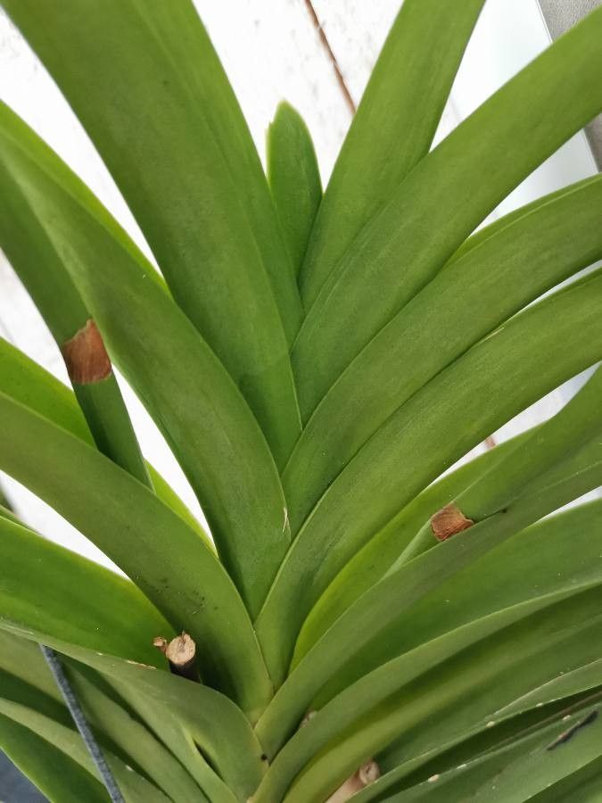 Vanda × amoena — search result for 'Vanda'