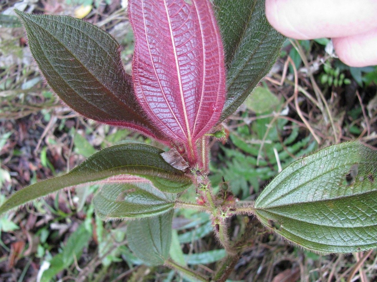 Clidemia mortoniana other