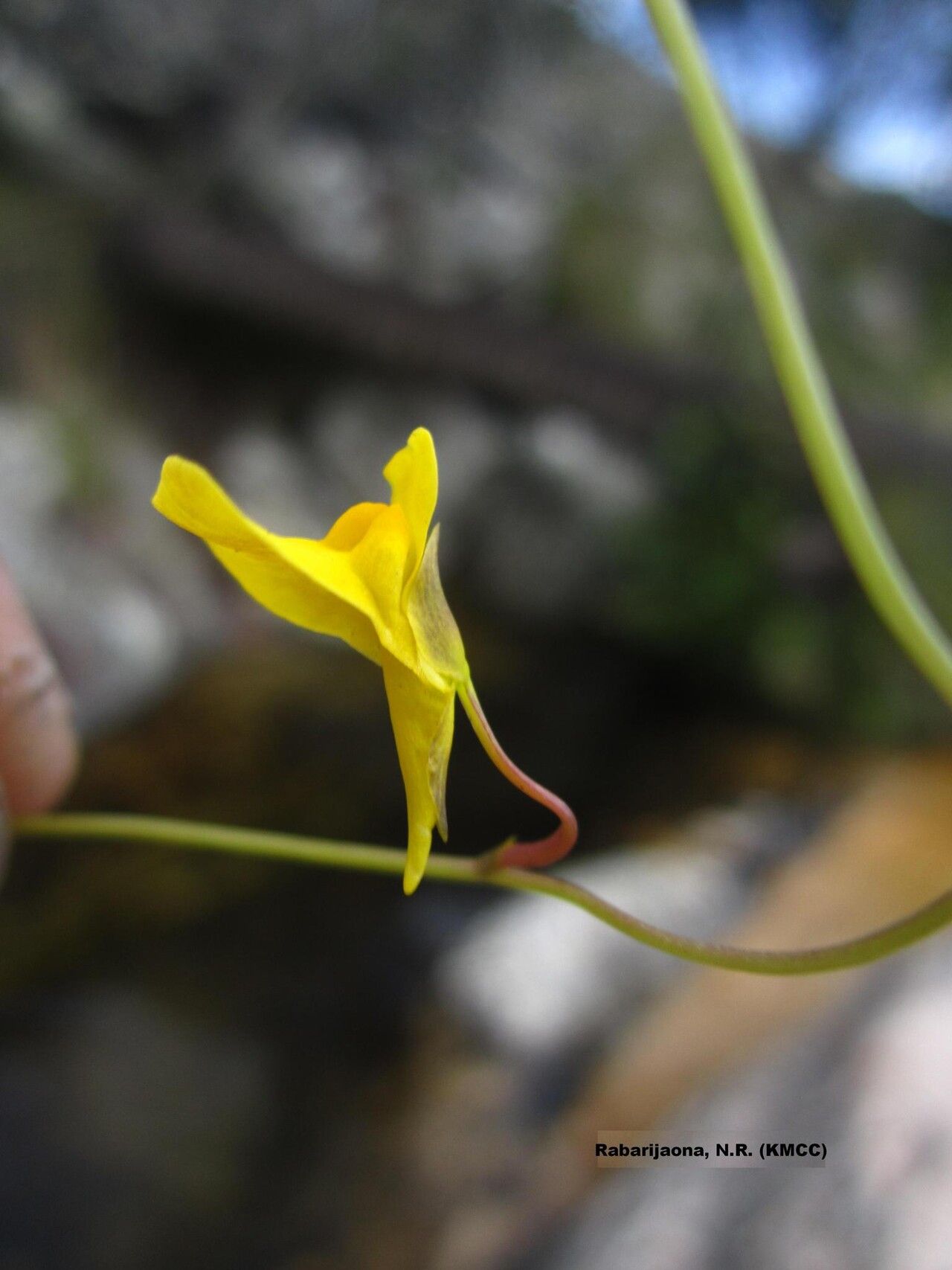 Utricularia prehensilis — houseplant care guide