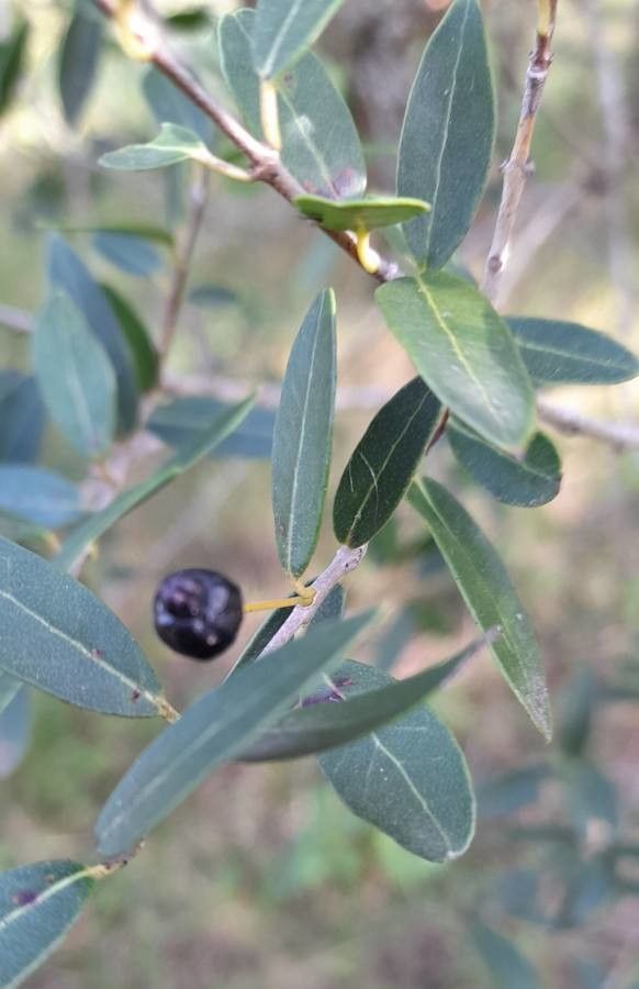 Myrcianthes cisplatensis — related species from the same genus