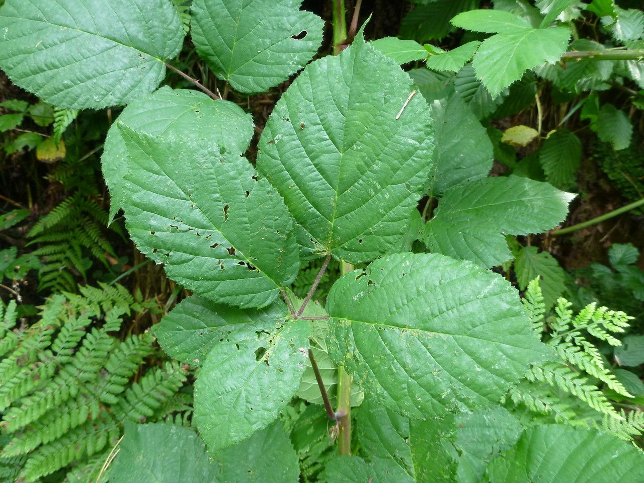 Rubus condensatus — houseplant care guide