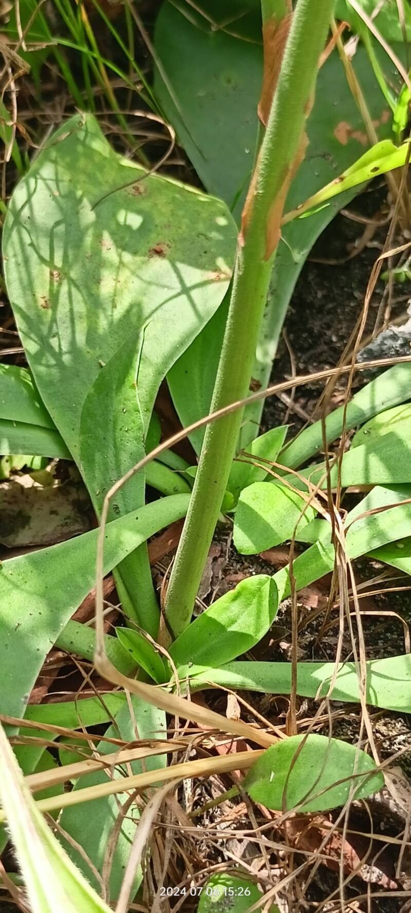 Limonium tomentellum bark