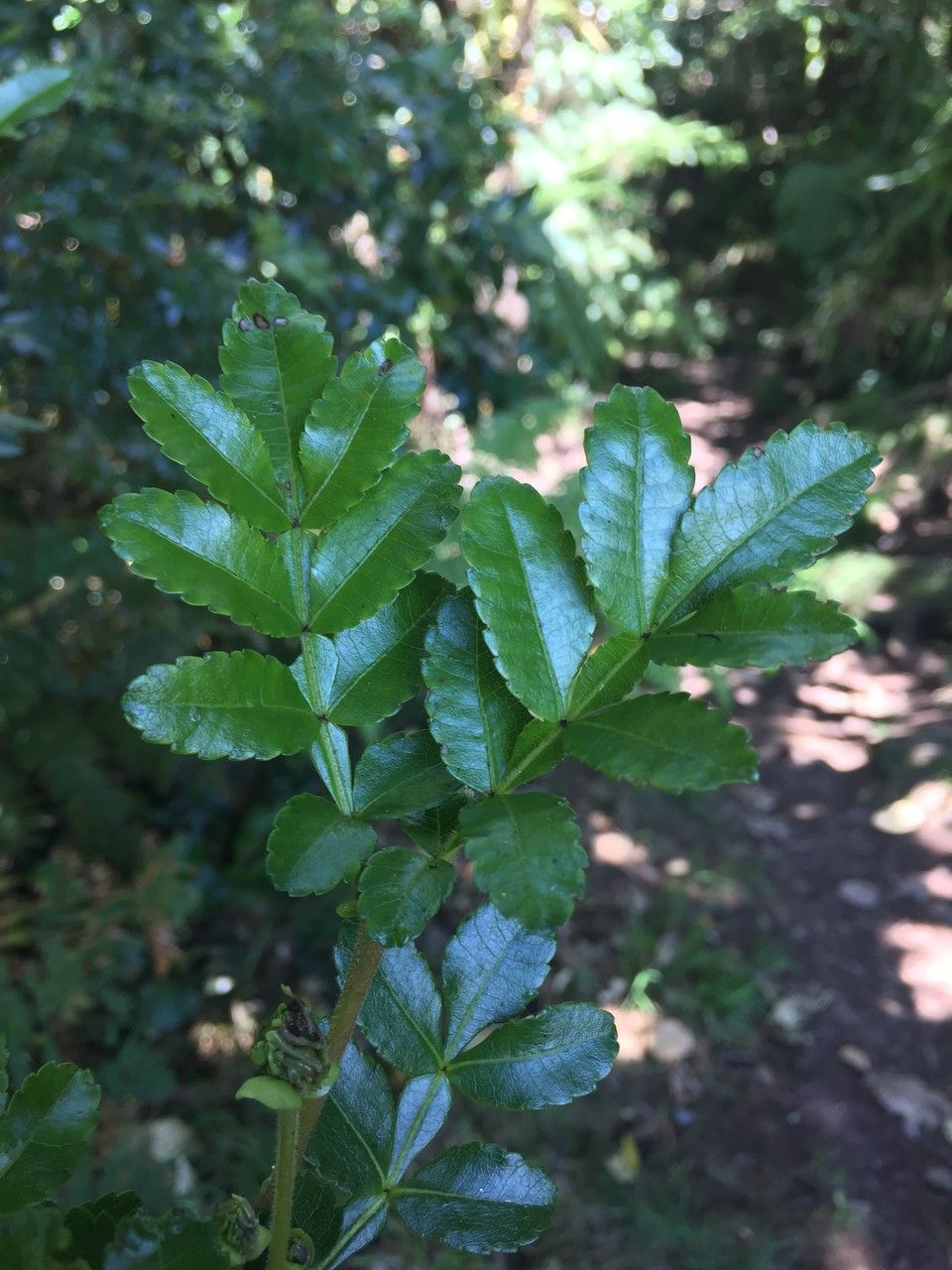 Weinmannia macrostachya other