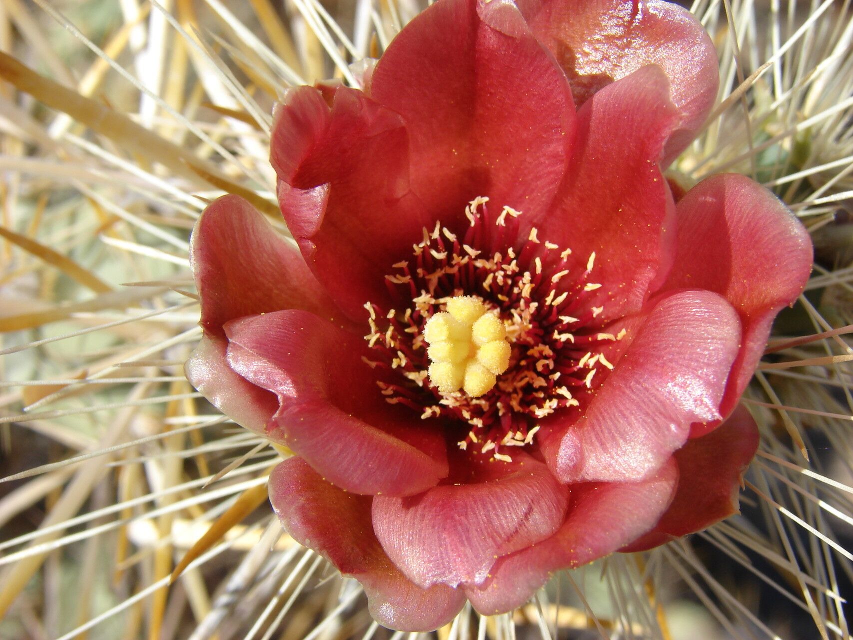 Cylindropuntia molesta flower
