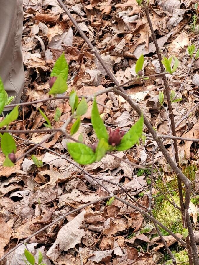 Lonicera canadensis flower