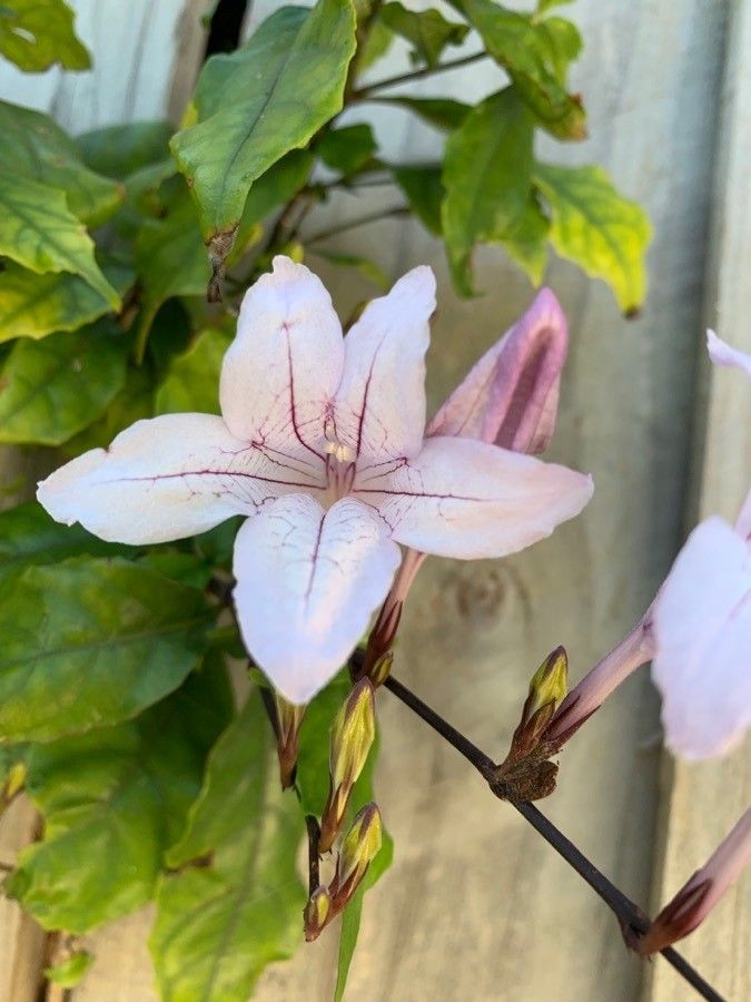 Mackaya bella flower