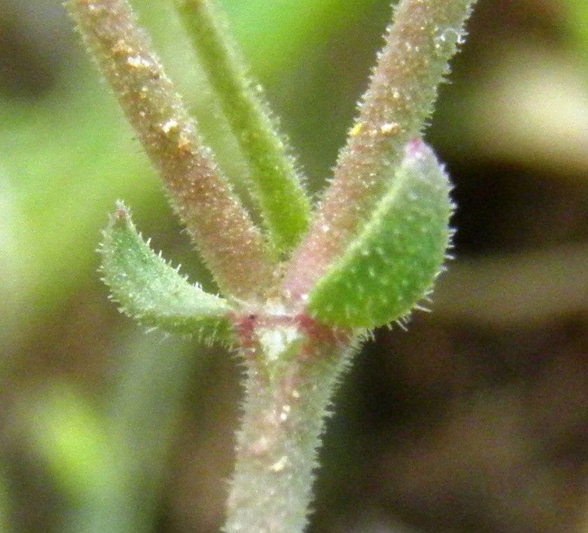 Minuartia geniculata leaf