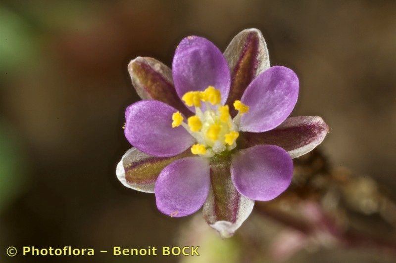 Spergularia echinosperma flower