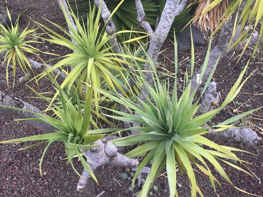 Dracaena ellenbeckiana — search result for 'Dracaena'