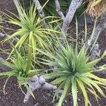 Dracaena ellenbeckiana