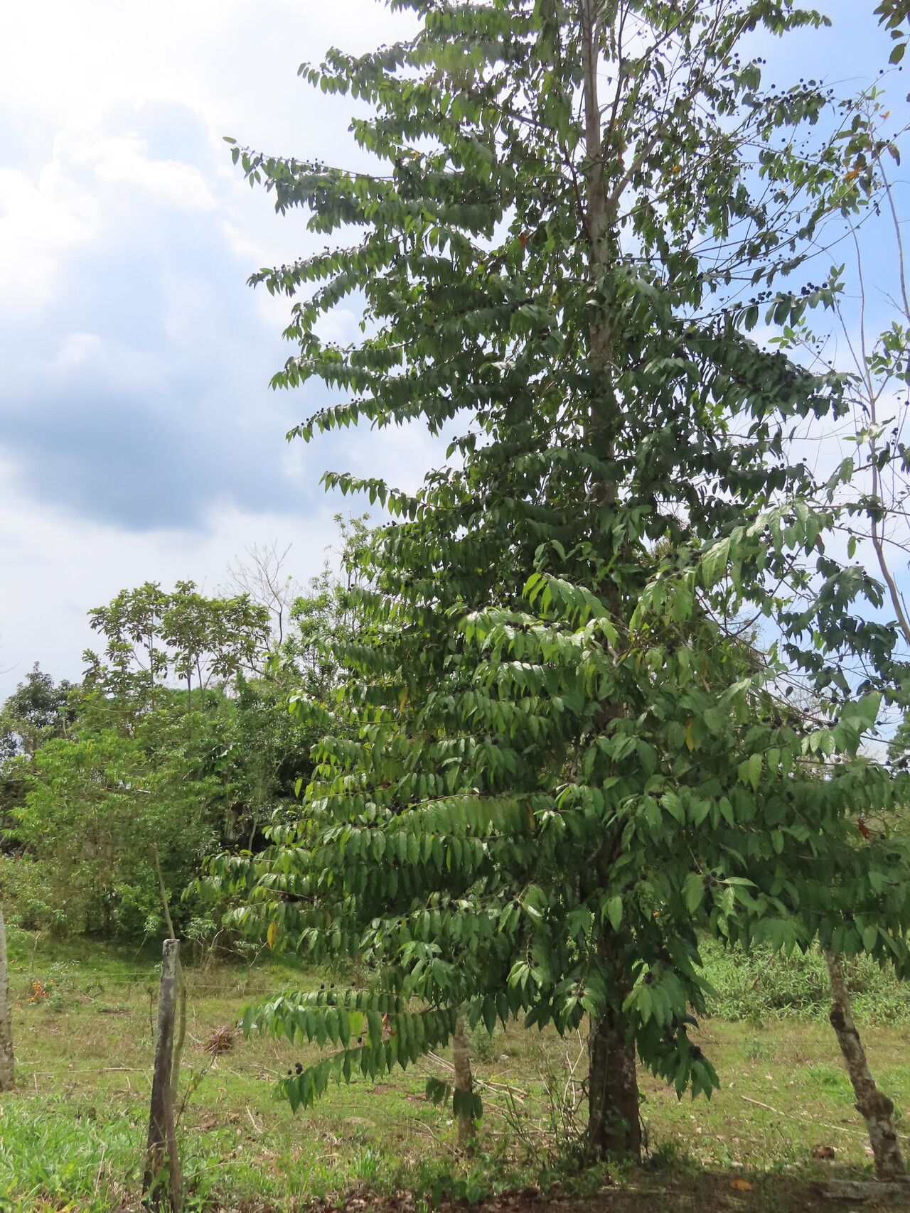 Guazuma invira habit