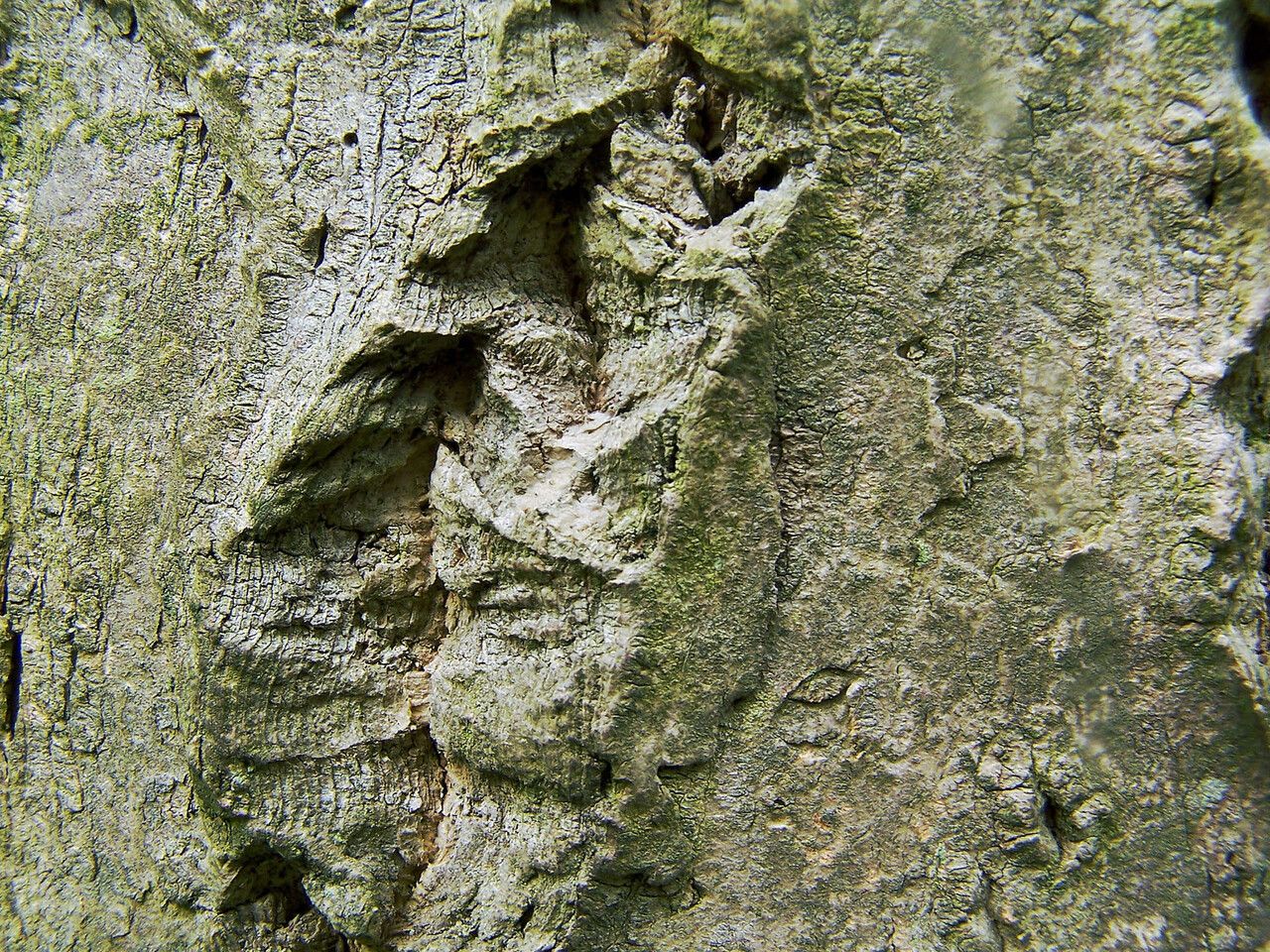 Populus grandidentata bark