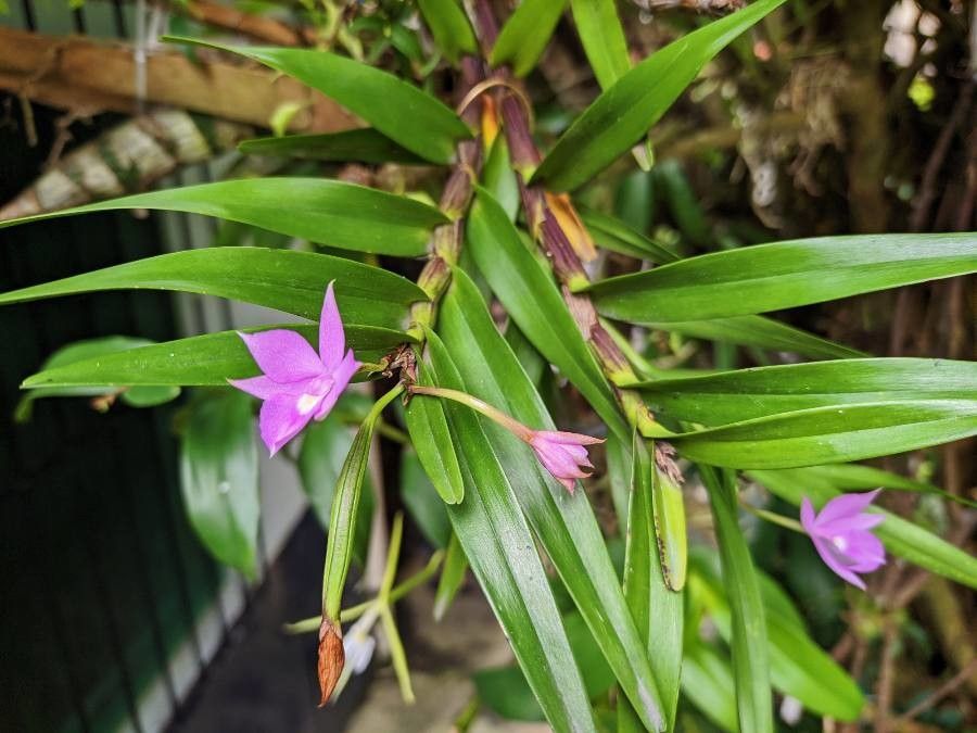Dimerandra emarginata habit