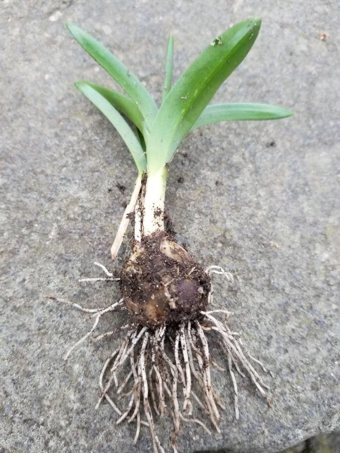 Gladiolus carneus other