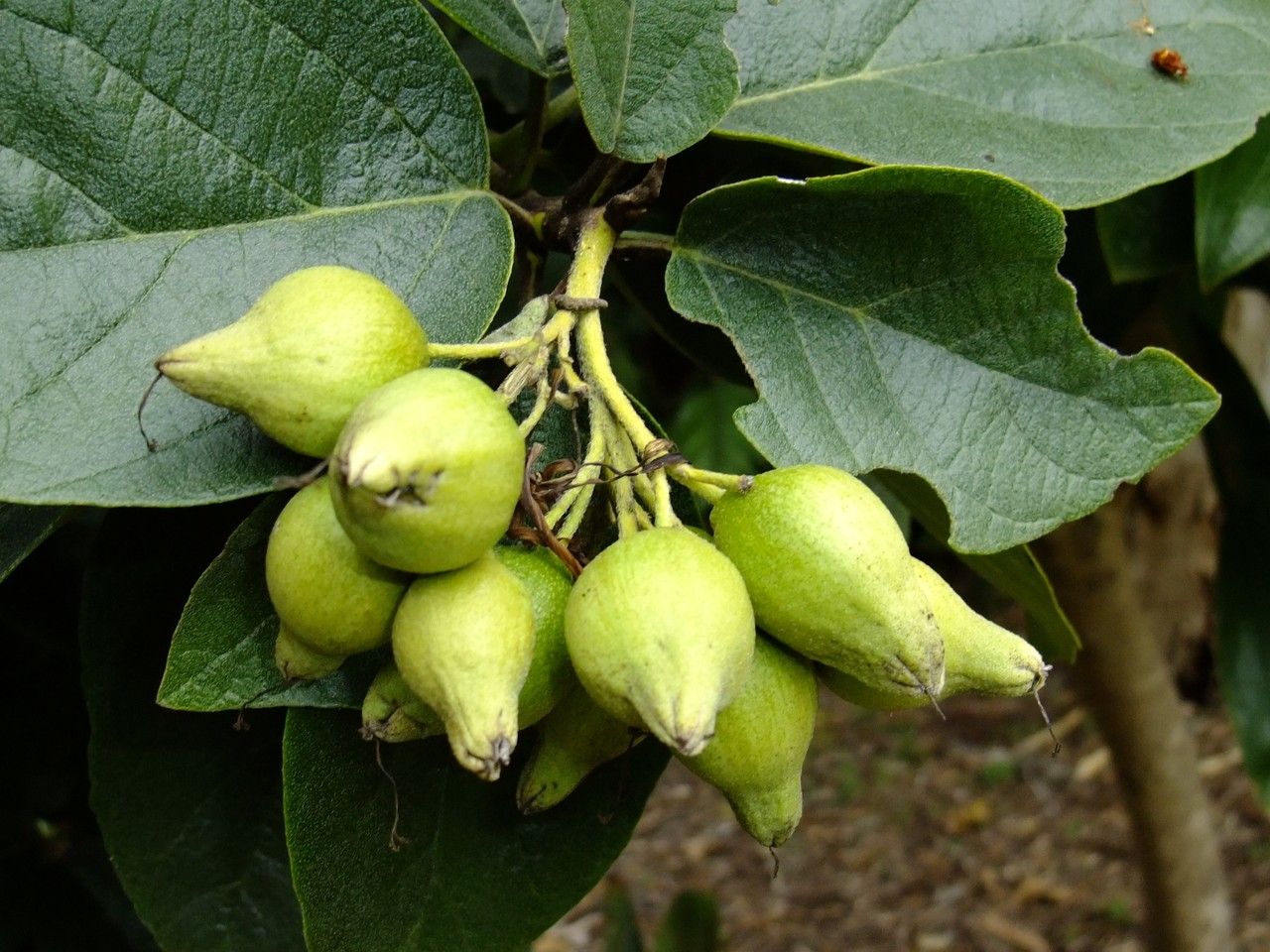 Euphorbia fulgens fruit