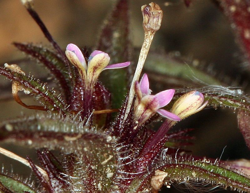 Collomia tracyi — search result for 'Collomia'