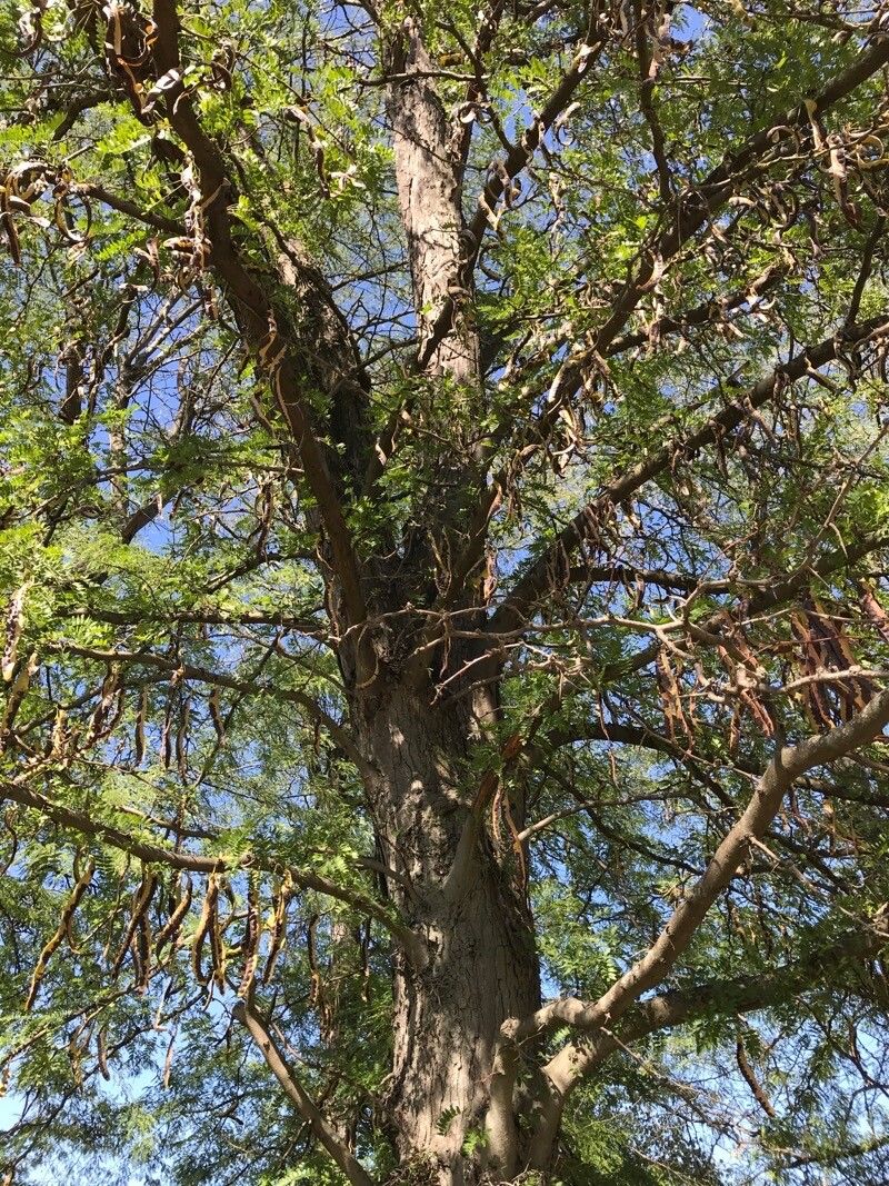 Vachellia grandicornuta — houseplant care guide