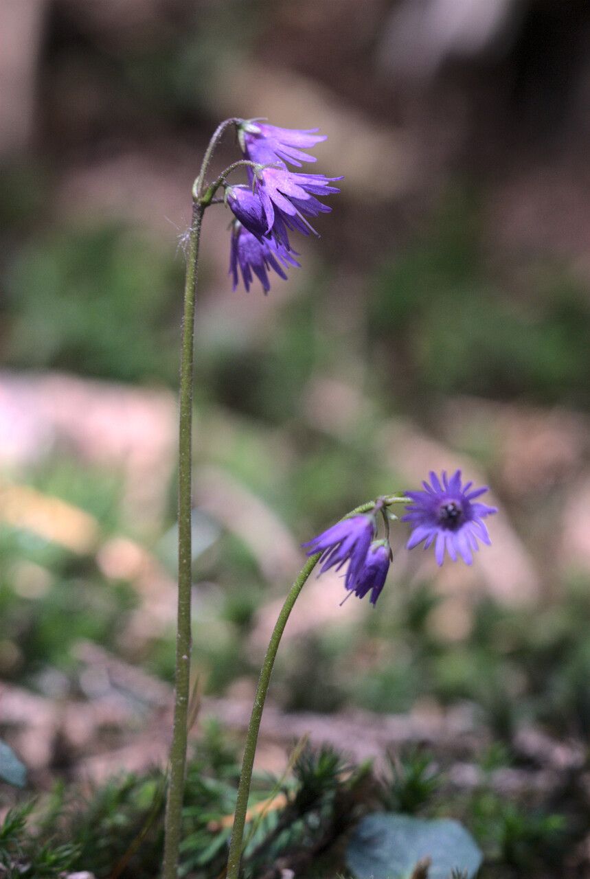 Soldanella carpatica — related species from the same genus