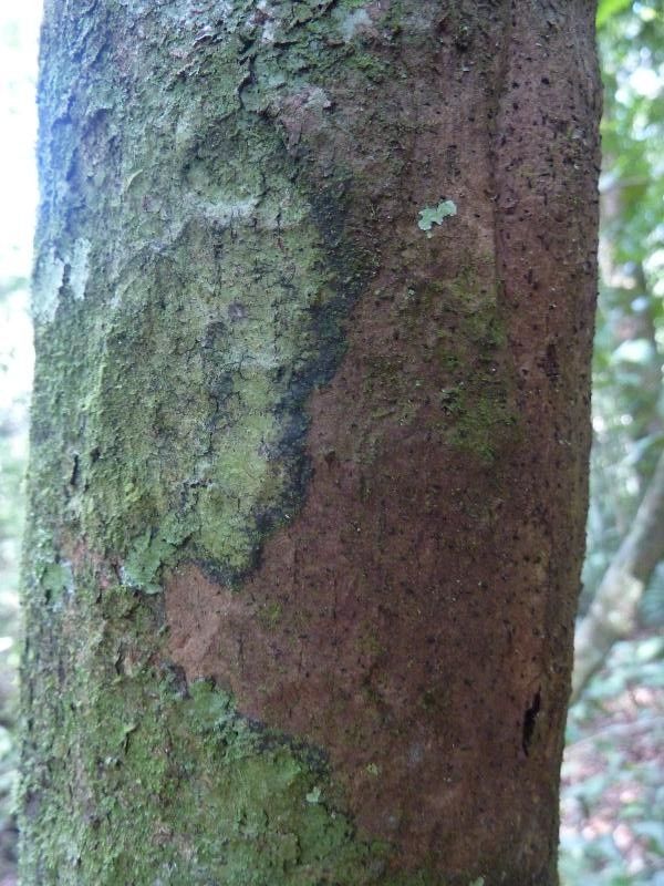 Eschweilera simiorum bark