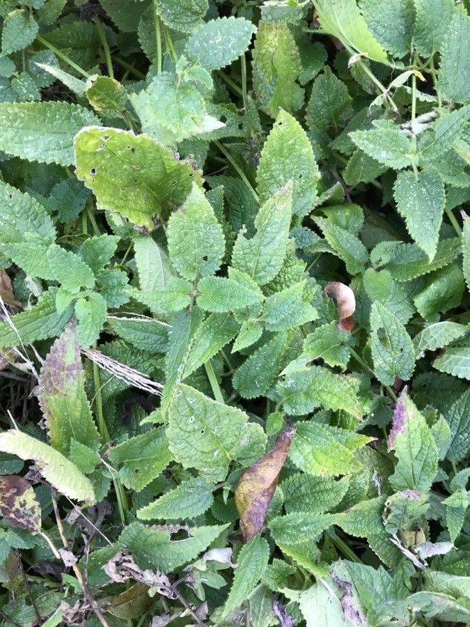 Stachys affinis habit