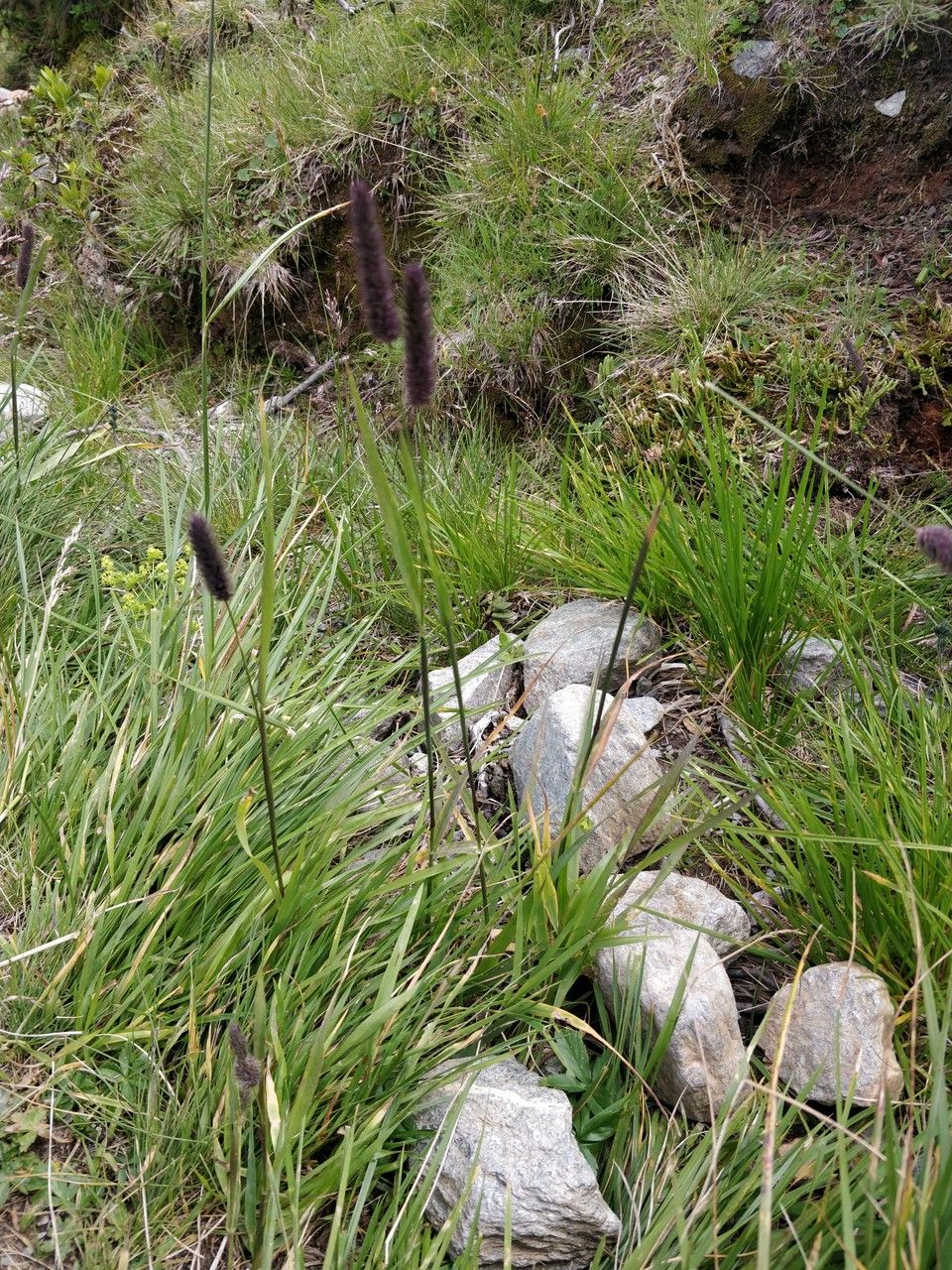 Phleum alpinum flower