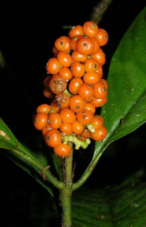 Palicourea stenostachya fruit
