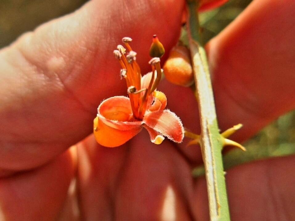 Capparis decidua flower