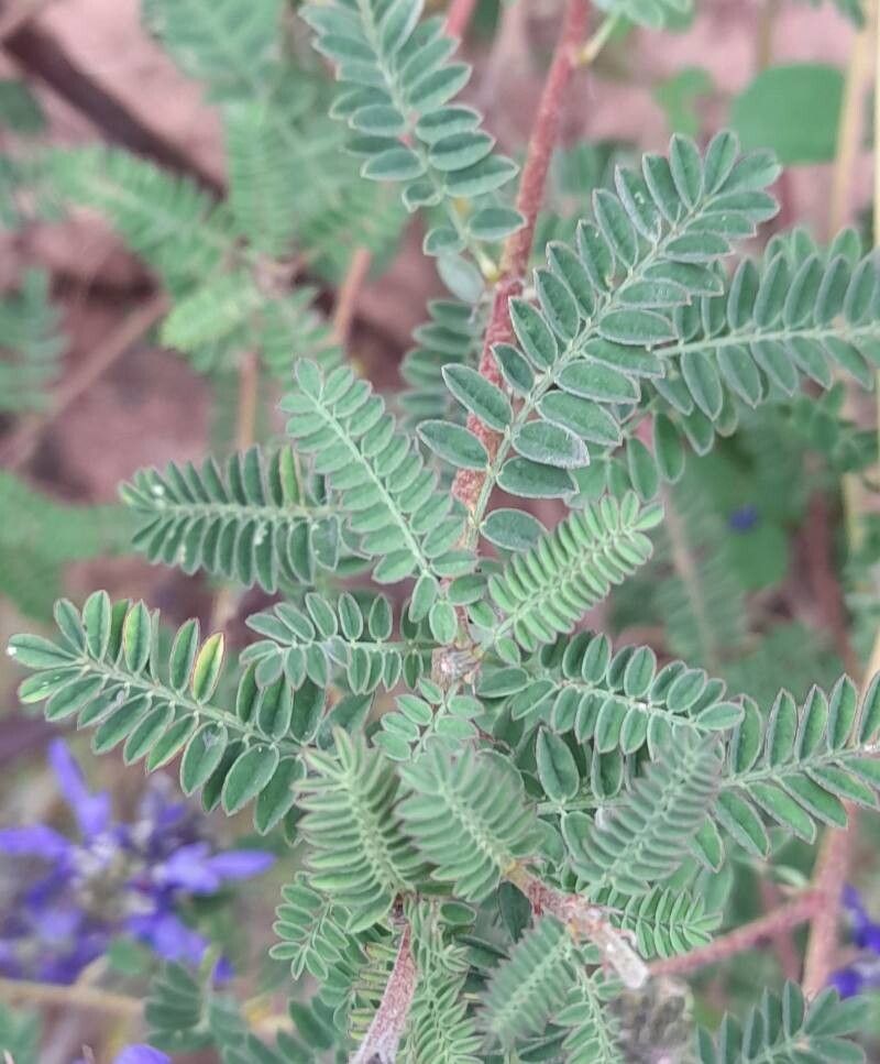 Dalea elegans — houseplant care guide