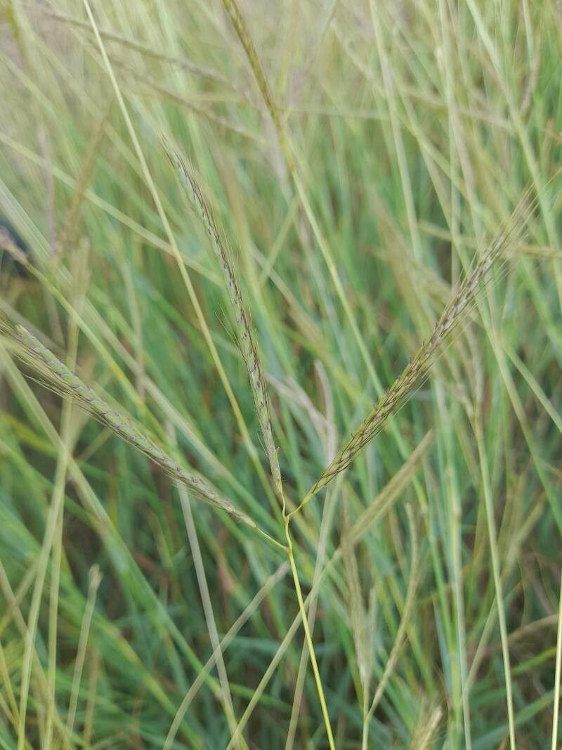 Dichanthium annulatum flower
