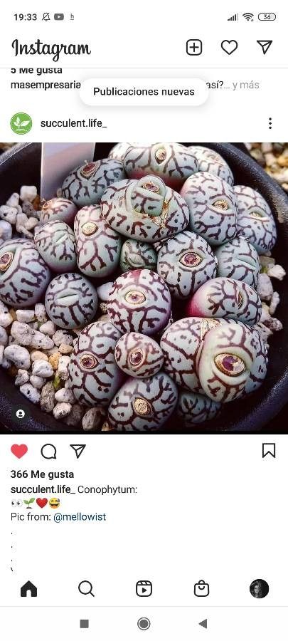 Conophytum minimum flower