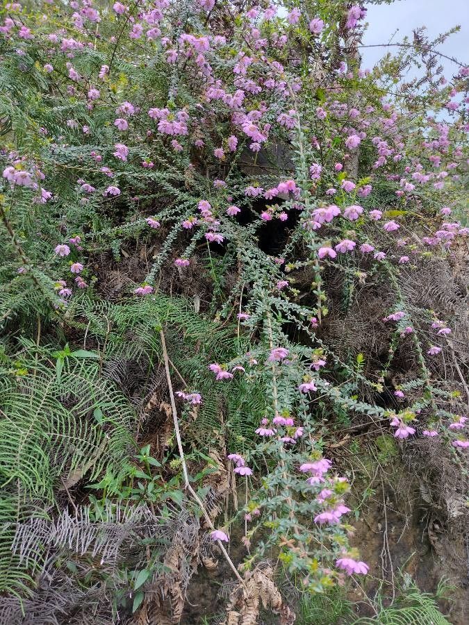 Bauera rubioides habit