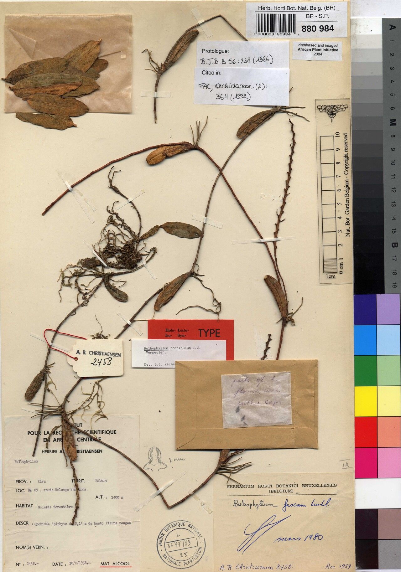 Bulbophyllum horridulum — houseplant care guide