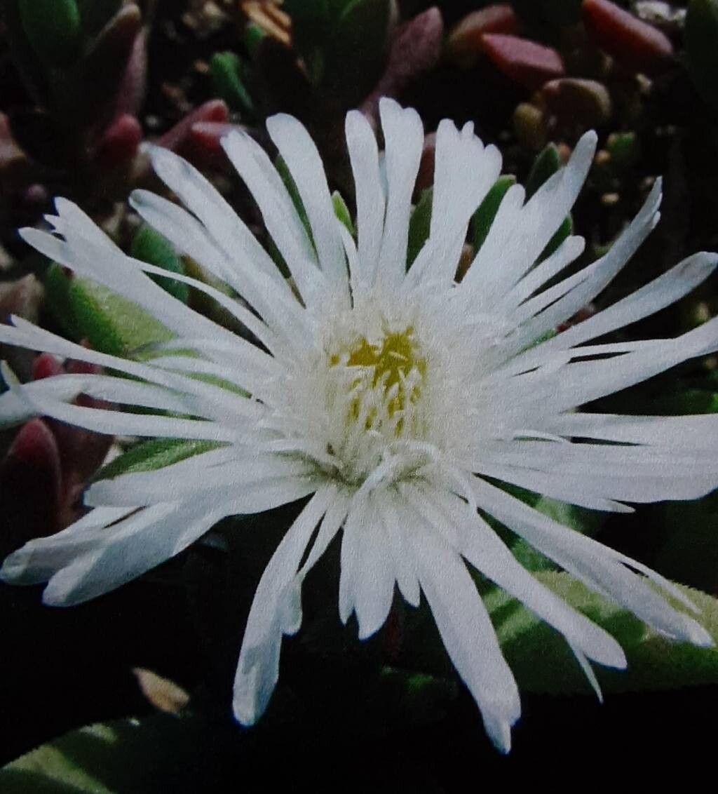 Trichodiadema imitans flower