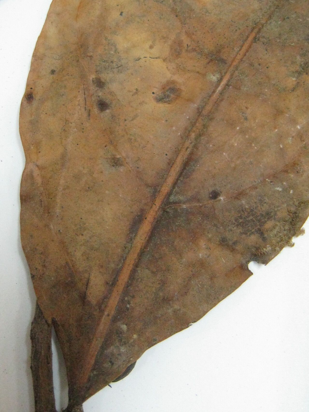 Ocotea commutata other