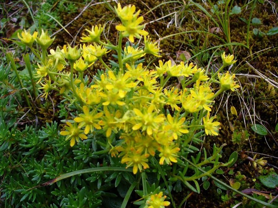 Saxifraga aizoides flower