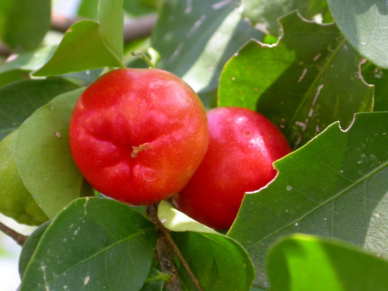 Malpighia glabra fruit