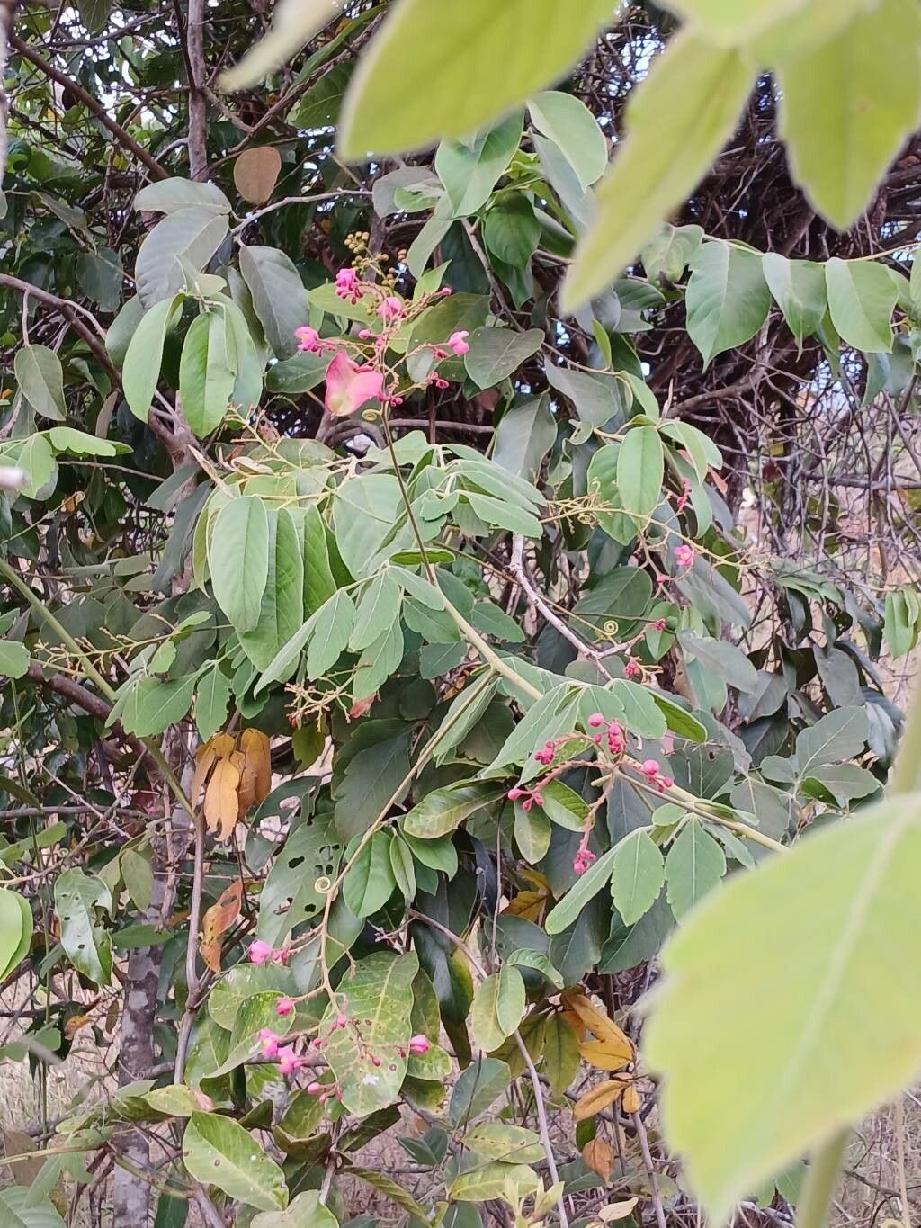 Serjania salzmanniana other