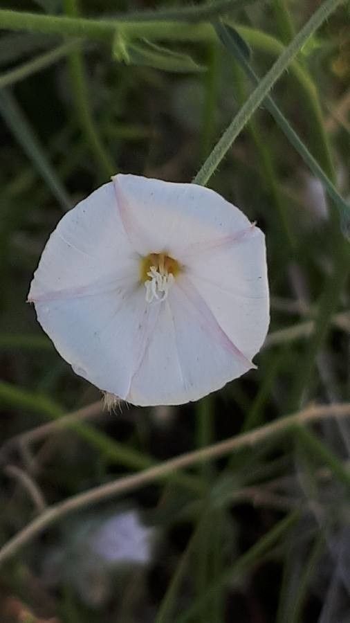 Convolvulus virgatus flower
