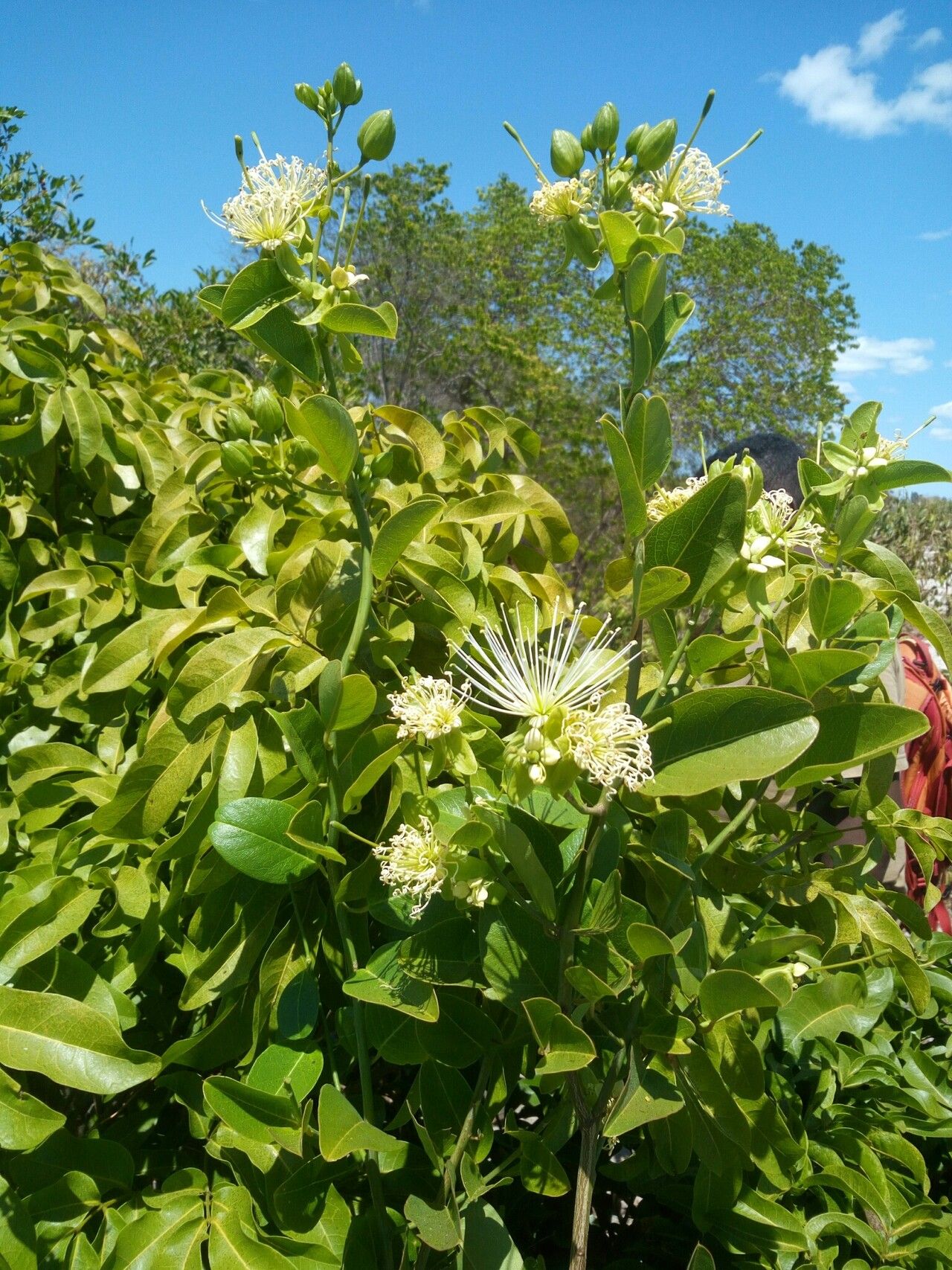 Capparis richardii — search result for 'Capparis'